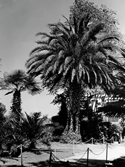 Palms: The island Mainau in Lake Constance, 1939