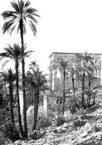 Philae: Island of Philae, group of palms c1857