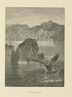 Accipitridae: The Island Sanctuary