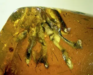 Resin: Isle of Wight amber
