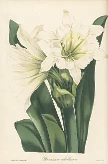 Volume 4: Ismene narcissiflora