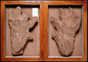 Footprint: Isochirotherium footprint