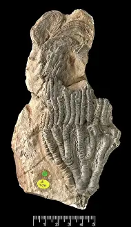 Articulata: Isocrinus robustus, a fossil crinoid