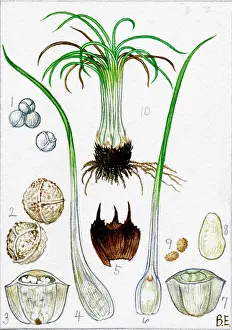 Histrix: Isoetes histrix