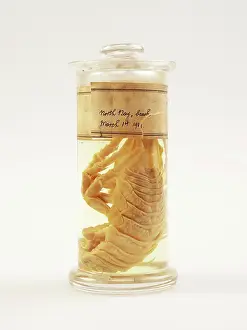 Crustacean: Isopod, Glyptonotus antarcticus