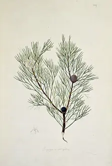 Polydore: Isopogon anethifolius, narrow leaf drumstick