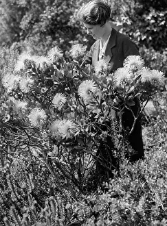 Tresco: Isopogon flower