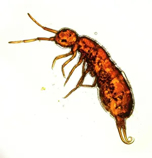 Segmented: Isotoma viridis, springtail