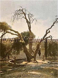 Hebron: ISRAEL/HEBRON/TREE 1890S
