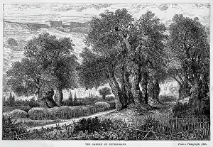 Gethsemane: ISRAEL JERUSALEM