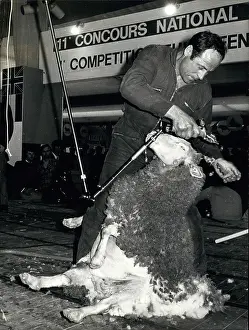 Shearing: Israel - Lebanon - Palestine