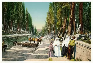 Goat: Istanbul, Turkey - The cemetery at Scutari