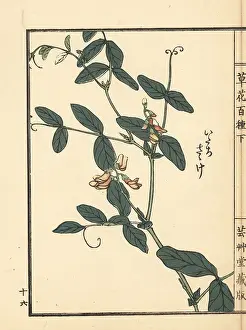 Yamada: Itachi sasage, Lathyrus davidii