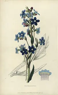 Bugloss: Italian bugloss, Anchusa azurea