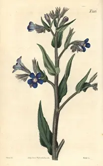 Bugloss: Italian bugloss, Anchusa azurea