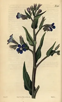 Bugloss: Italian bugloss, Anchusa azurea