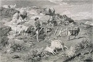 Goatherd: ITALIAN GOAT HERD