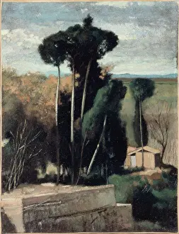 Pines: Italian landscape with umbrella pine trees