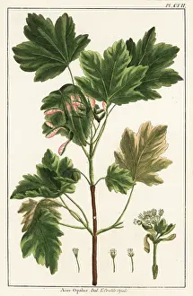 Filius: Italian maple, Acer opalus