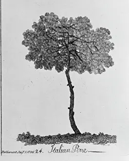 Pinus: Italian Pine