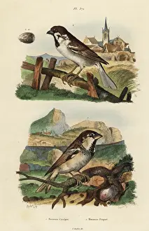 Fries: Italian sparrow, Passer italiae, and Eurasian