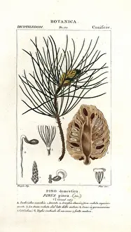 Nasi: Italian stone pine, Pinus pinea