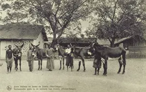 Handlers: Italian stud donkeys at Zambi, The Congo