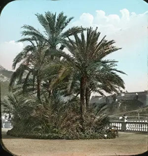 Cnetury: Italy - Palm trees