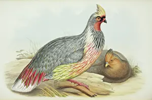 Cruentus: Ithaginis cruentus, blood pheasant