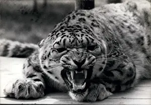 Whipsnade: Ivan the snow leopard, Whipsnade Zoo