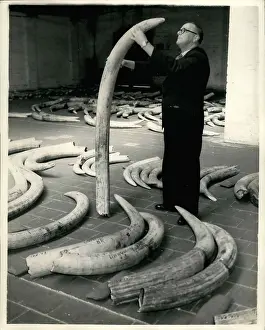 Examiner: Ivory auction preparation