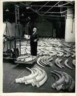 Tusks: Ivory auction preparation