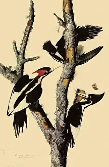 Perches: Ivory-Billed Woodpecker