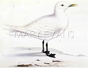 Eburnea: IVORY GULL