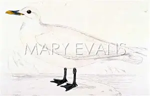 Eburnea: IVORY GULL (MORRIS)