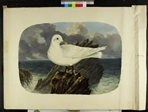 Dunscombe: The ivory gull Pagophila eburnea