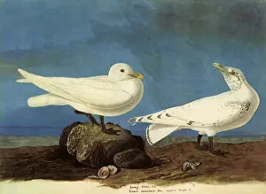Gulls: Ivory Gulls