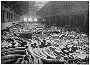 Warehouses: Ivory held at London Docks 1896