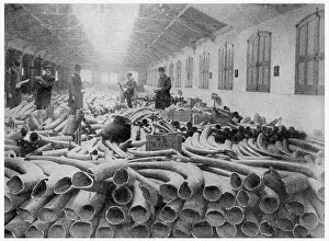 Imports: Ivory held at London Docks 1911