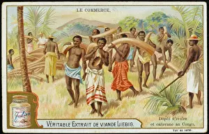 Tusks: Ivory Tusks - Congo - 19th century