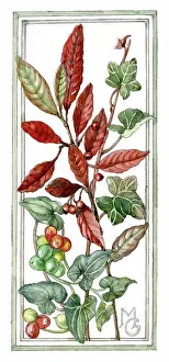 Gillies: Ivy and Bryony with berries