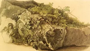 Marbled: Ivy-Covered Rock