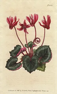 Cyclamen: Ivy-leaved cyclamen, Cyclamen repandum