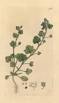 Speedwell: Ivy-leaved speedwell, Veronica hederifolia