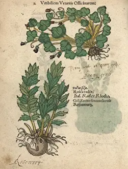 Umbilicus: Ivy-leaved toadflax, Cymbalaria muralis, and