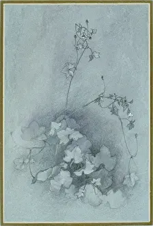 Toadflax: Ivy-leaved toadflax (Oxford Ivy)