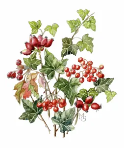 Haws: Ivy leaves with red berries