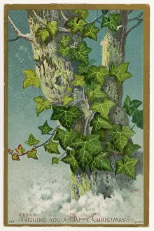 Hedera: IVY/TREE/GREETING CARD
