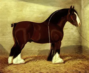 Equines: Ivy Victor Chief