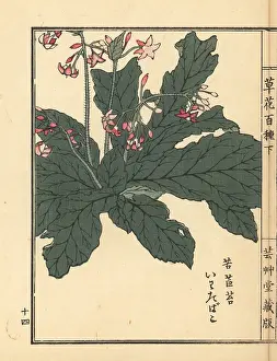 Yamada: Iwatabako, Conandron ramondioides
